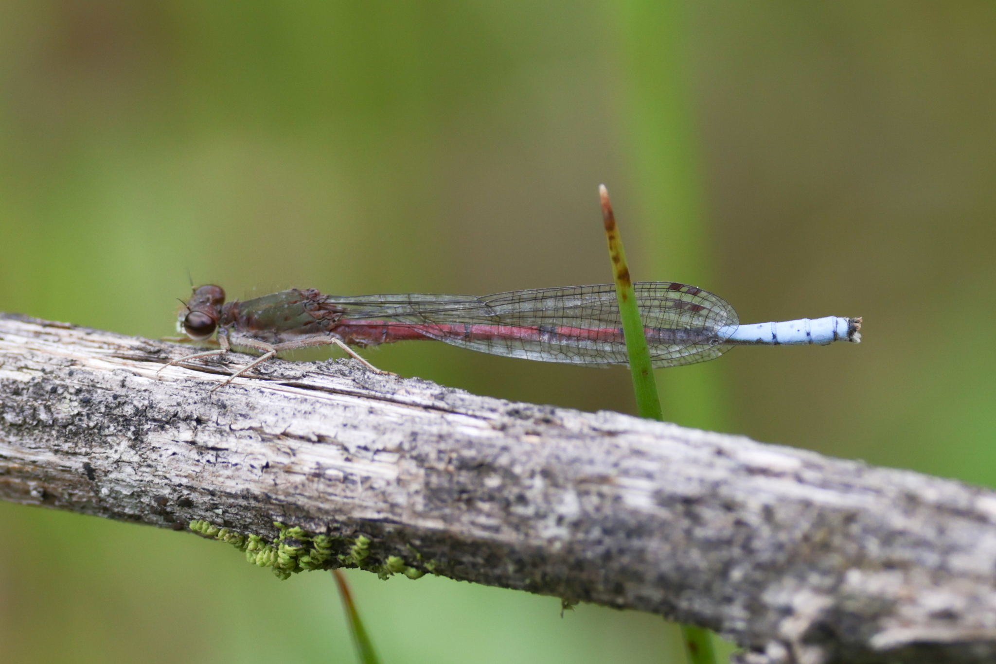 Coenagrionidae image