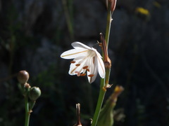 Asphodelus fistulosus