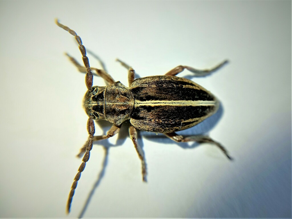 Dorcadion brenskei