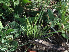 Asphodelus fistulosus