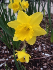 Narcissus