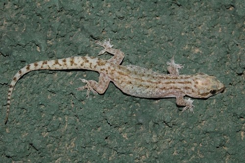 Heyden’s gecko
