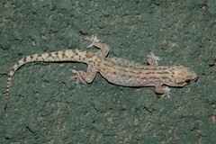 Hemidactylus robustus