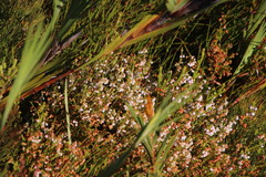 Erica capensis