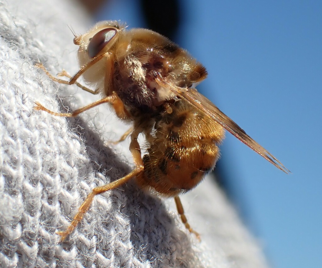 Horse Bot Fly
