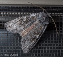 Lithophane pertorrida