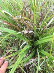 Carex gynodynama