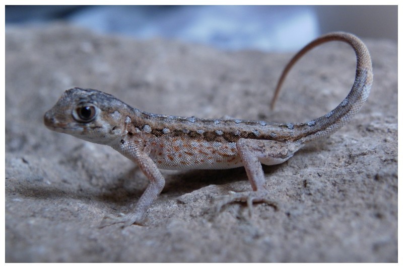 Cross-Marked Semaphore Gecko