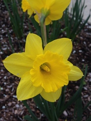 Narcissus