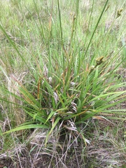 Carex gynodynama