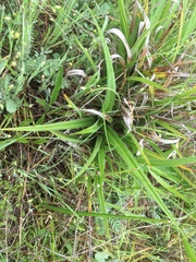 Carex gynodynama