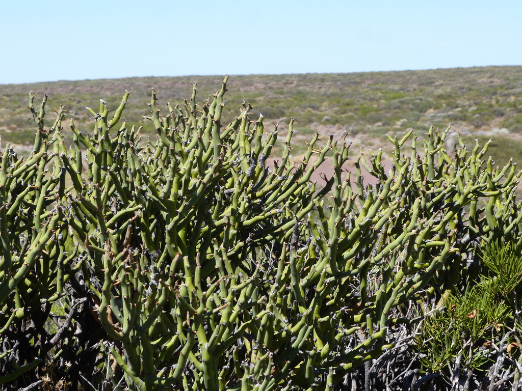 Prosopis castellanosii Burkart 3