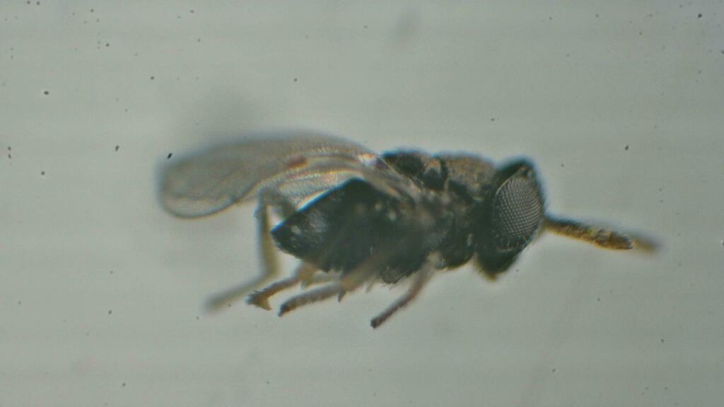 Encyrtid wasp