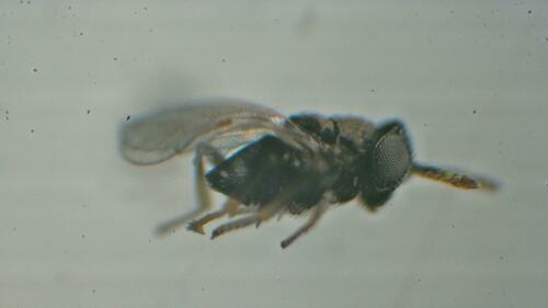 Ageniaspis