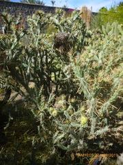 Cylindropuntia molesta