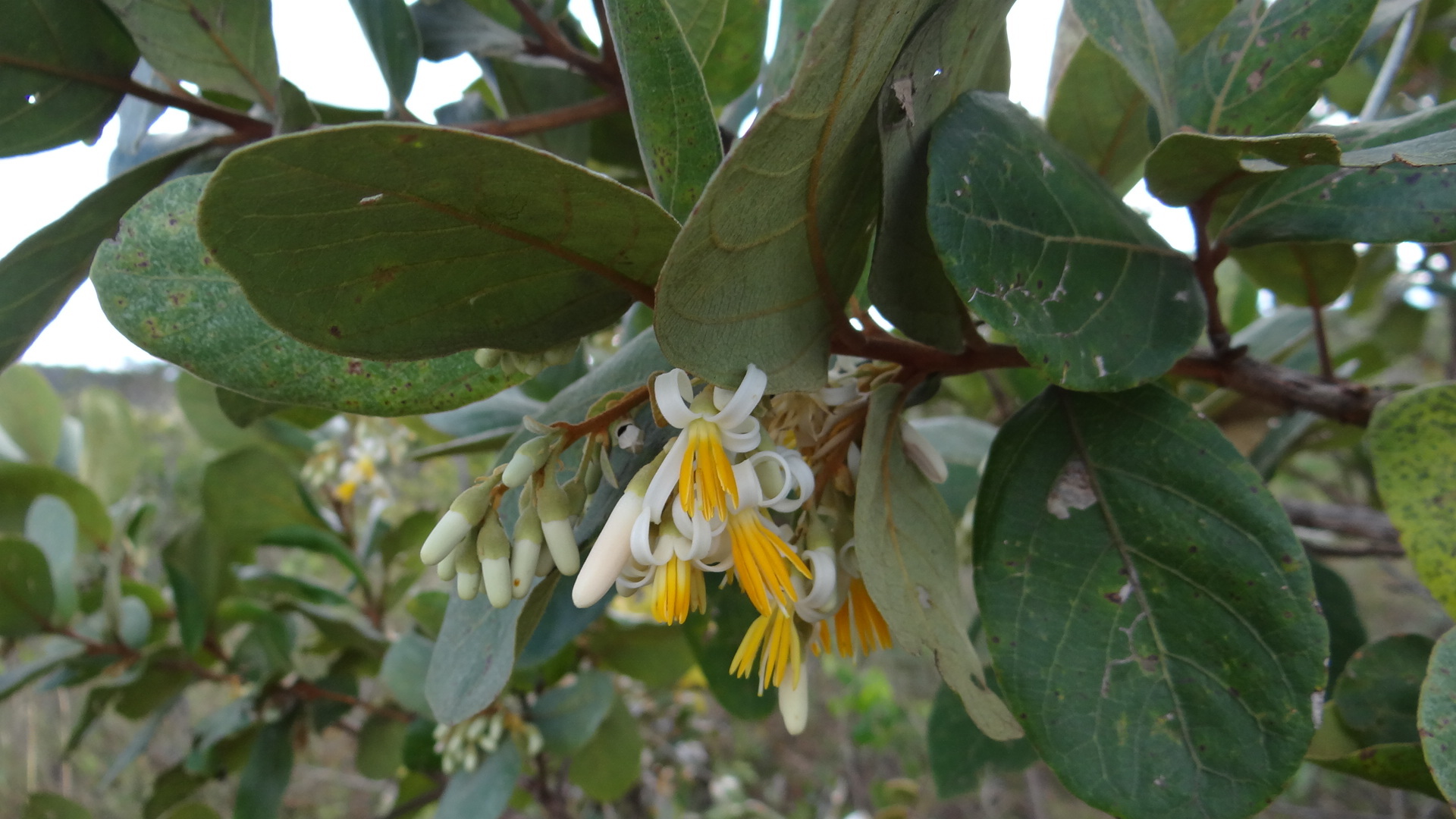 Styrax ferrugineus