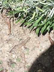 Sceloporus occidentalis