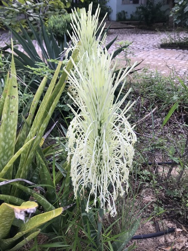 Florida bowstring hemp (Sansevieria longiflora)