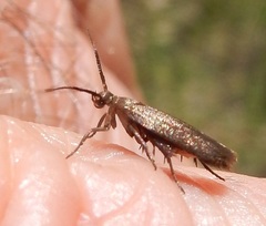 Scythris fuscicomella