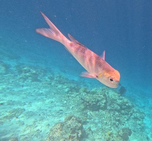 Humpnose Bigeye Bream — seen at this dive site