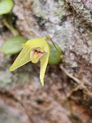 Drymoglossum Orchid
