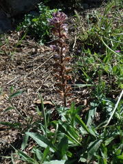 Orobanche