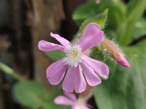 Red campion