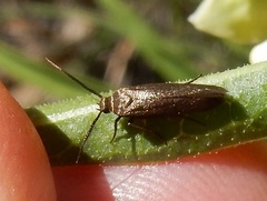 Scythris fuscicomella