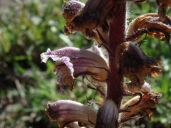 Orobanche
