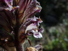 Orobanche