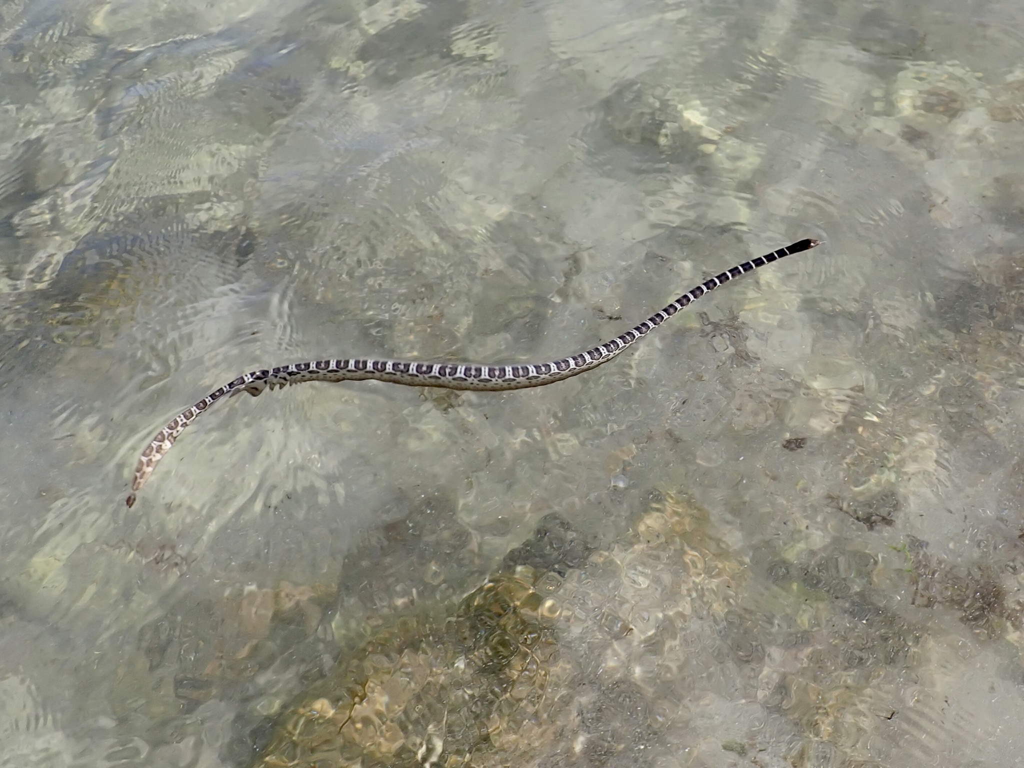 Spotted Sea Snake (Hydrophis ocellatus) · iNaturalist, image size:2048x1536