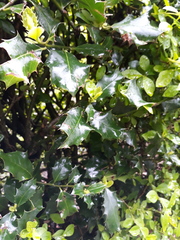 Ilex aquifolium
