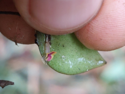 Image of Lepanthes wageneri by (c) Daniel Mesa, some rights reserved (CC BY)