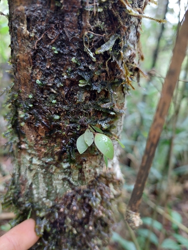 Image of Lepanthes wageneri by (c) Daniel Mesa, some rights reserved (CC BY)
