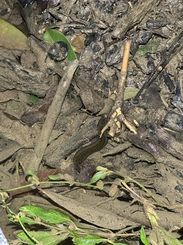 Macleay's Water Snake sighting