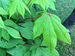 Aesculus parviflora