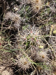 Corynopuntia invicta