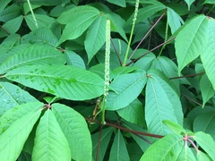 Aesculus parviflora