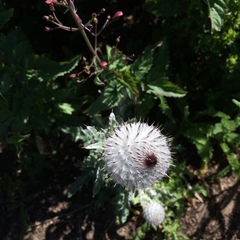 Cirsium occidentale occidentale