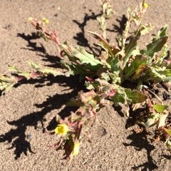 Camissoniopsis micrantha