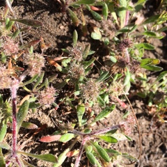 Chorizanthe cuspidata cuspidata