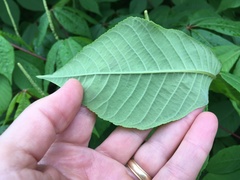 Aesculus parviflora