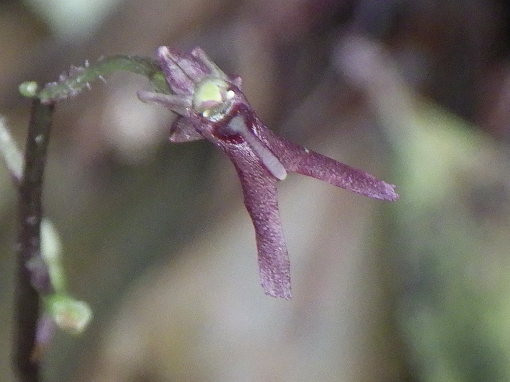 Neottia japonica