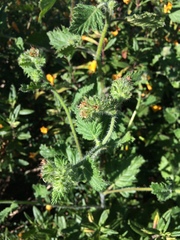 Phacelia malvifolia