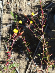Camissonia strigulosa