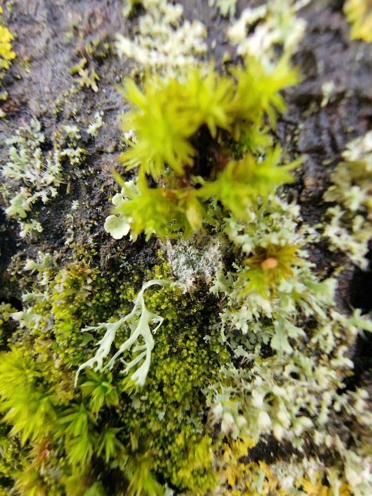 Fringed Rosette Lichen from Hassocks BN6 9BB, UK on April 5, 2024 at 10 ...