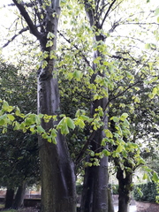 Tilia
