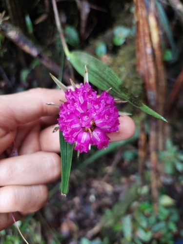 Image of Elleanthus maculatus by (c) Daniel Mesa, some rights reserved (CC BY)