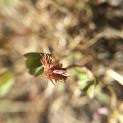 Trifolium gracilentum