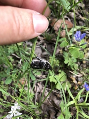 Phyllophaga cribrosa